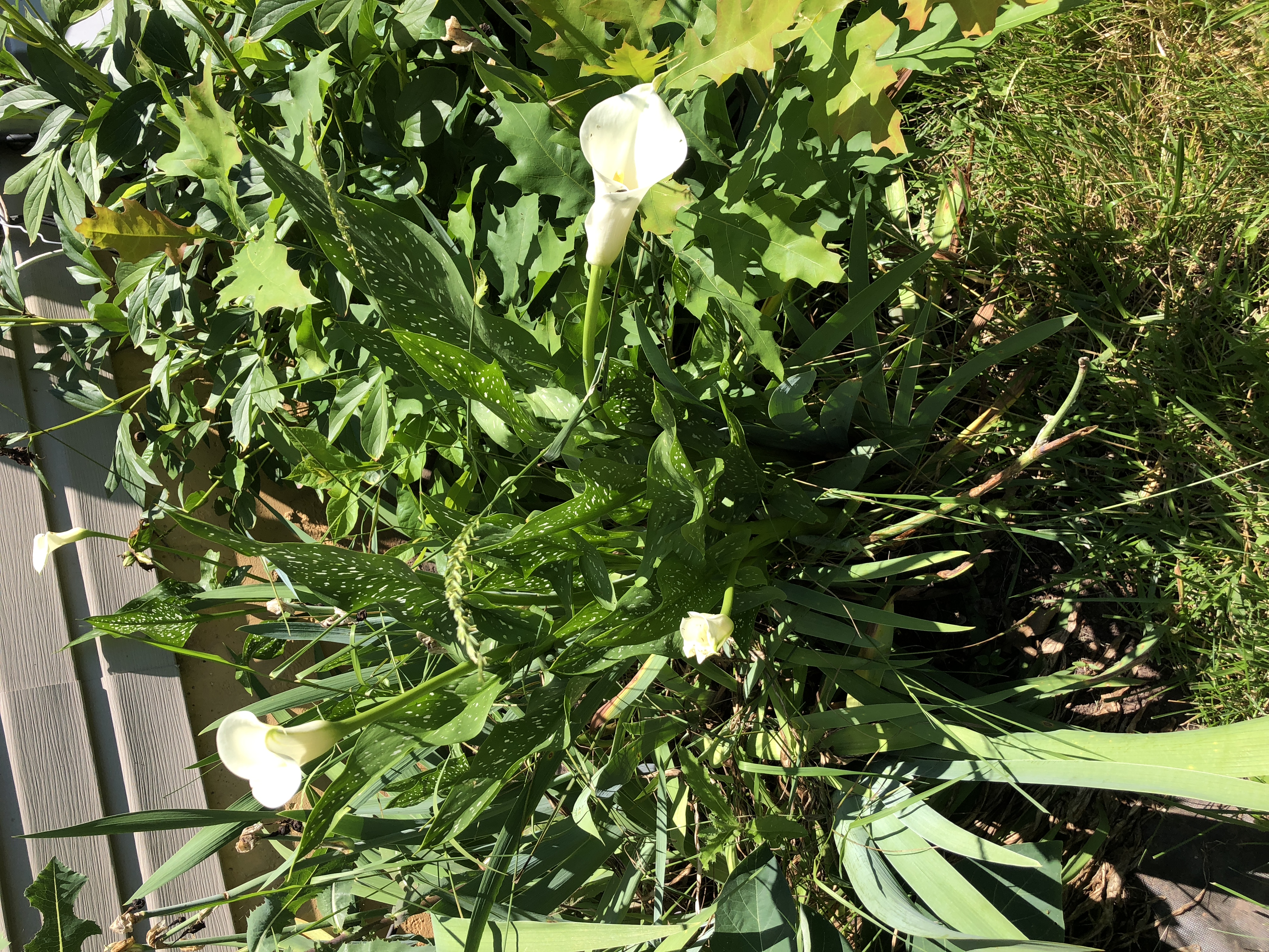 Spotted Calla Lily photo 5