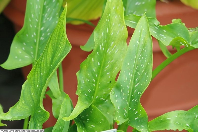 Spotted Calla Lily photo 6