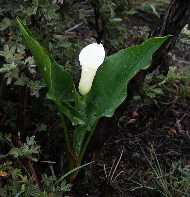 Spotted Calla Lily photo 7