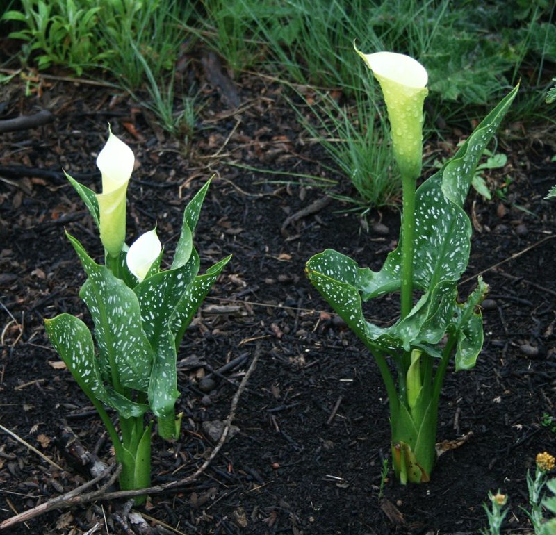 Spotted Calla Lily photo 8