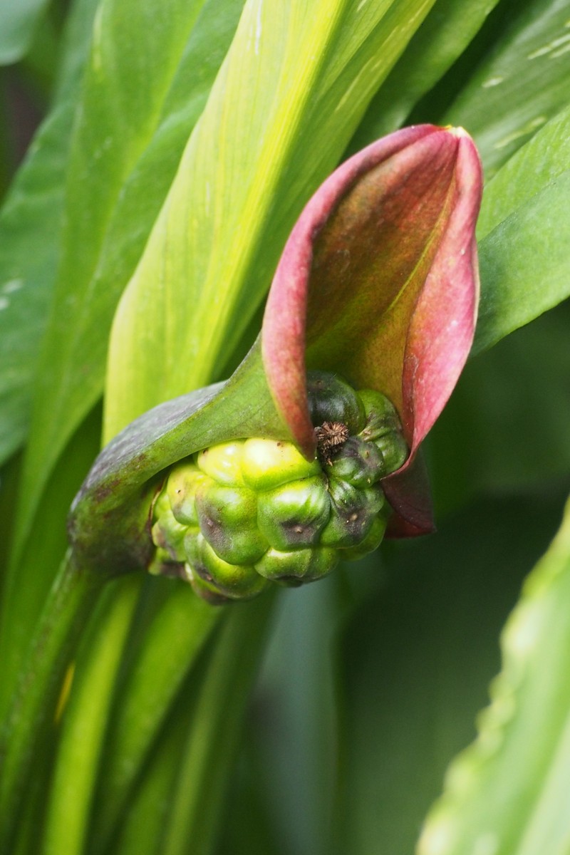 Spotted Calla Lily photo 2