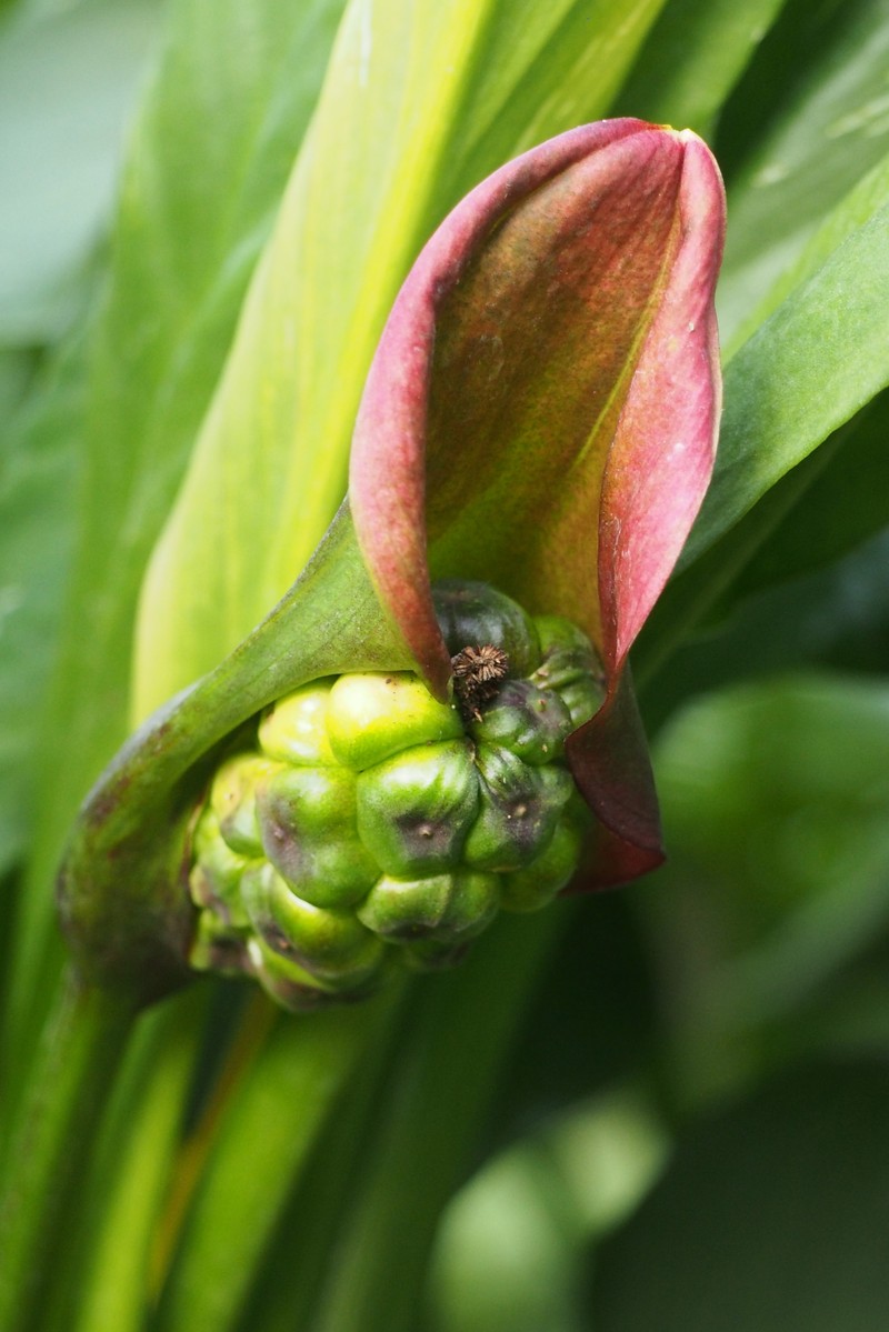 Spotted Calla Lily photo 3