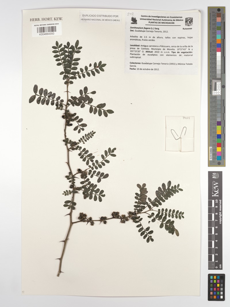 Zanthoxylum acuminatum subsp. acuminatum