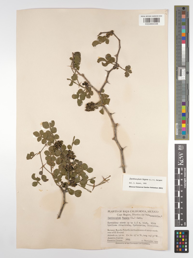 Zanthoxylum acuminatum subsp. acuminatum photo 2