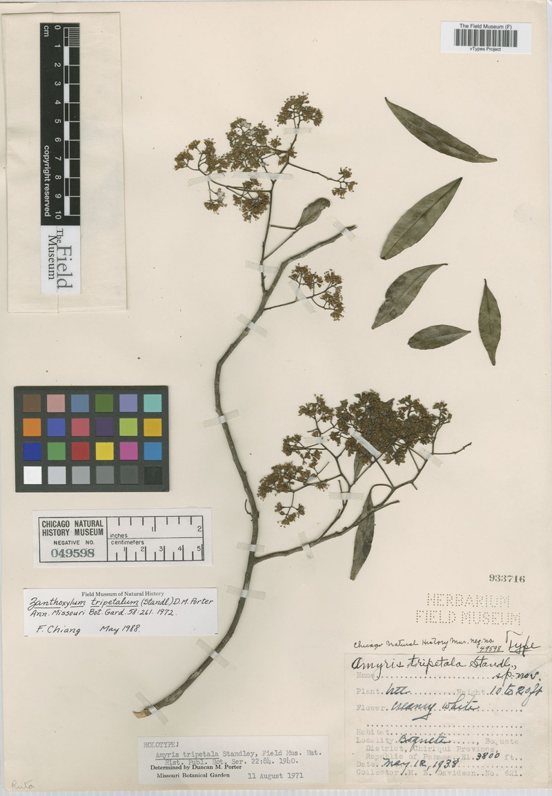 Zanthoxylum acuminatum subsp. tripetalum