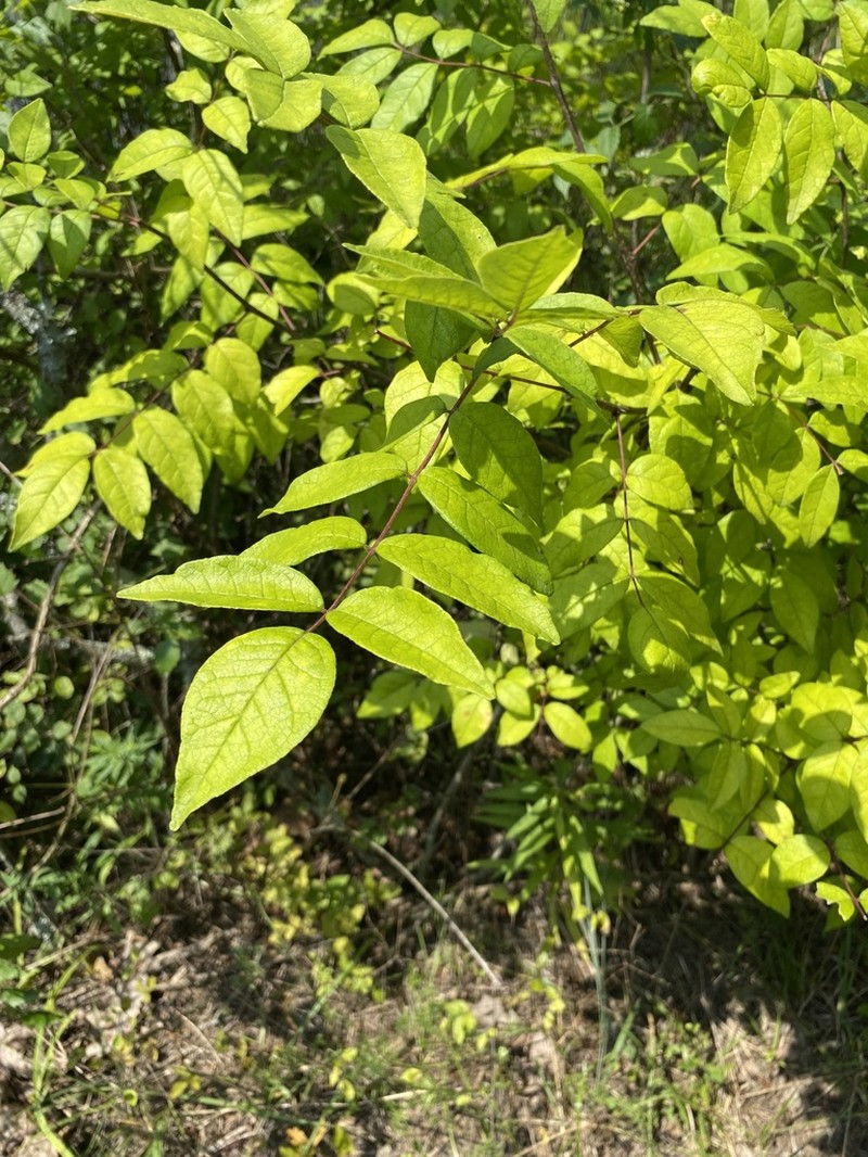 Common Pricklyash photo 4