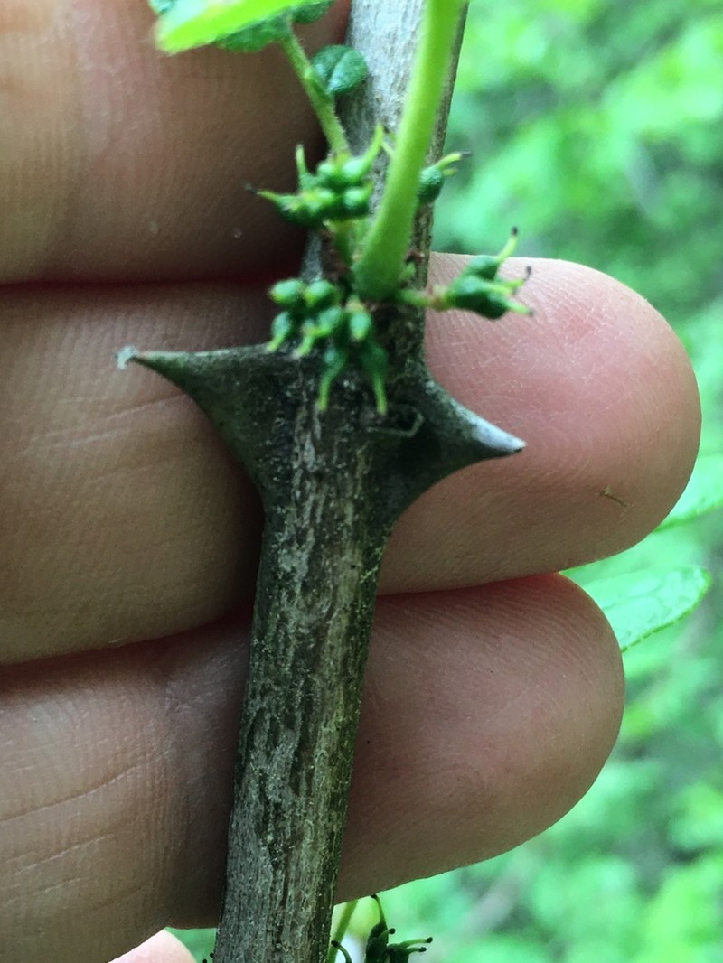 Common Pricklyash photo 5