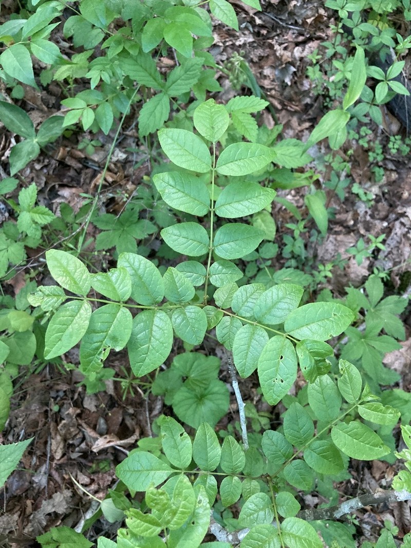 Common Pricklyash photo 7