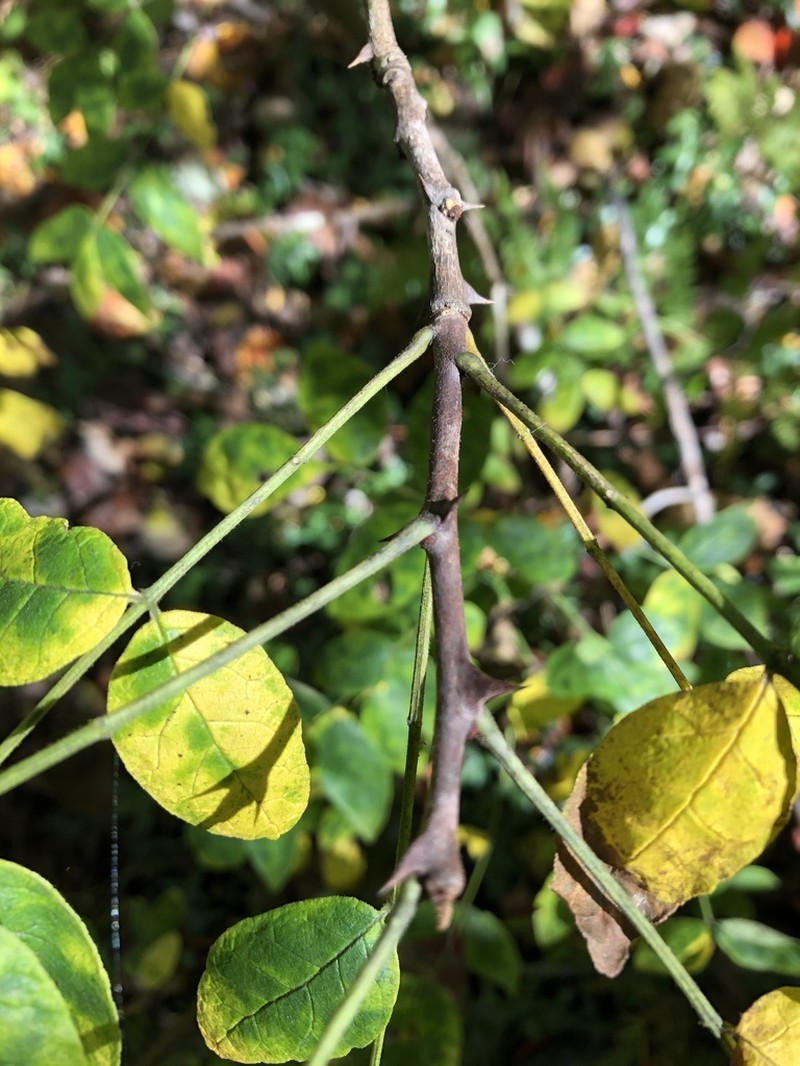 Common Pricklyash photo 8