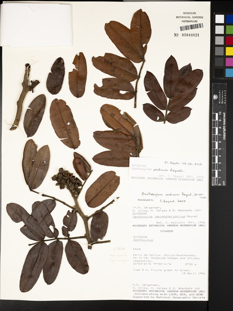 Zanthoxylum andinum