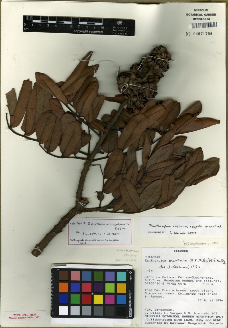 Zanthoxylum andinum photo 2