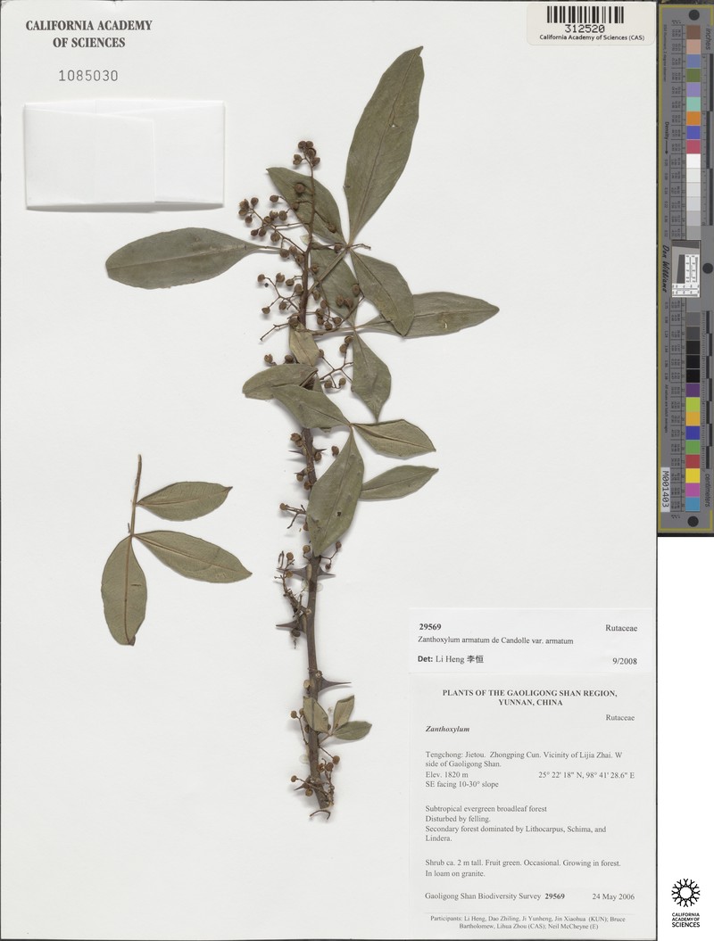 Zanthoxylum armatum var. armatum