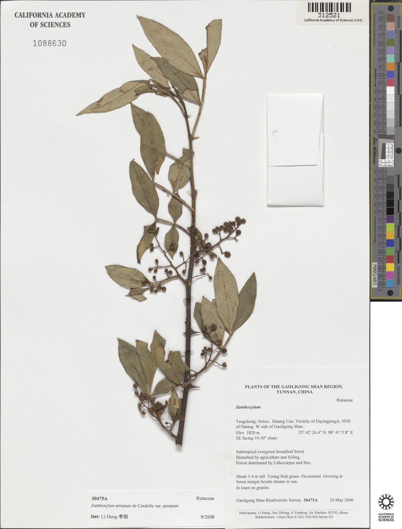 Zanthoxylum armatum var. armatum photo 2