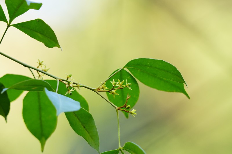 Zanthoxylum asiaticum