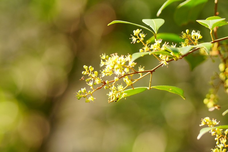 Zanthoxylum asiaticum photo 2