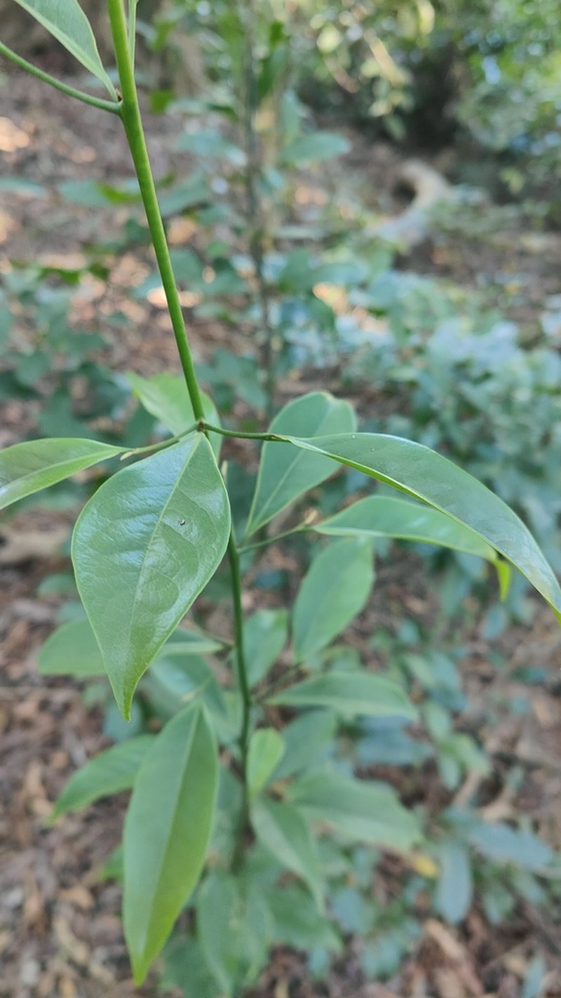 Zanthoxylum asiaticum photo 3
