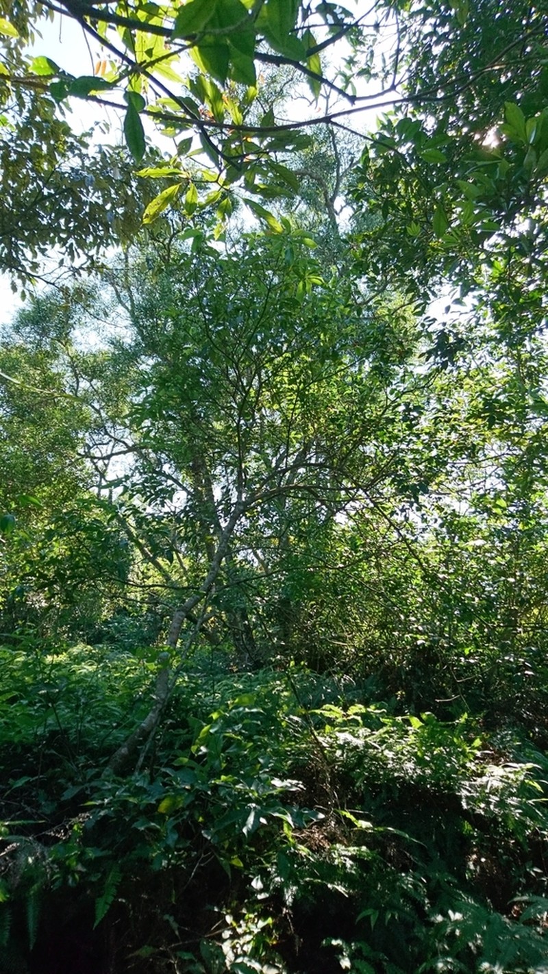 Zanthoxylum asiaticum photo 4