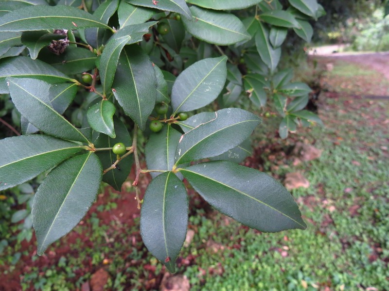 Zanthoxylum asiaticum photo 5