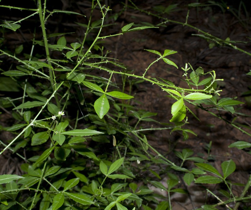 Zanthoxylum asiaticum photo 6
