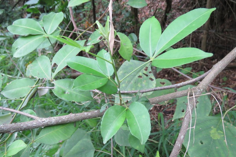 Zanthoxylum asiaticum photo 7