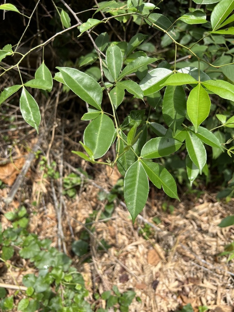 Zanthoxylum asiaticum photo 8