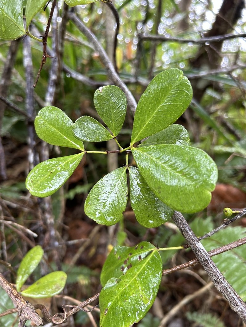 Maricao Pricklyash