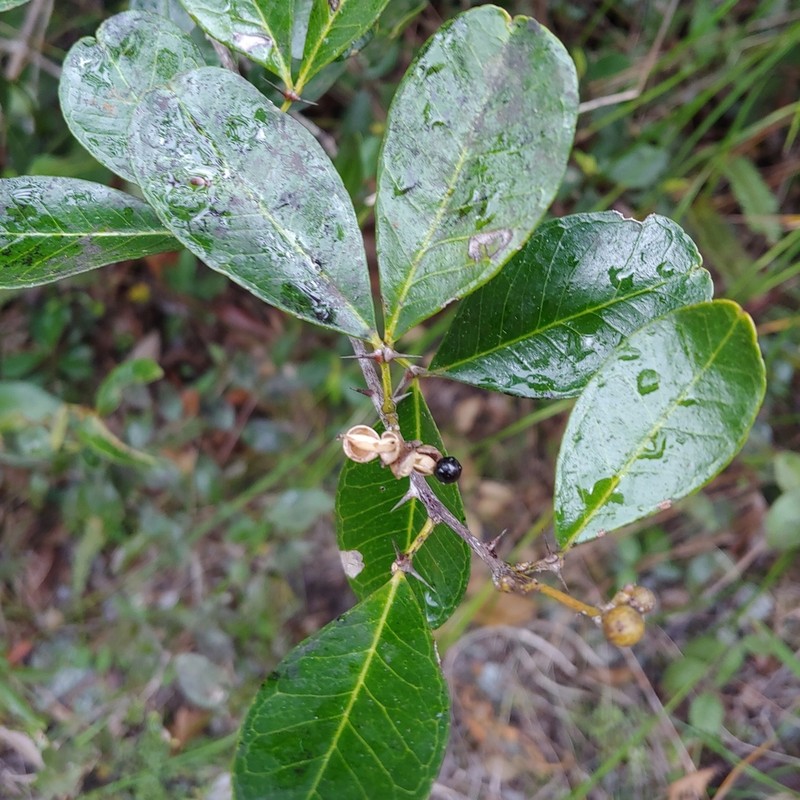 Maricao Pricklyash photo 3