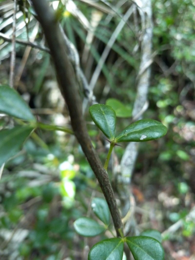 Maricao Pricklyash photo 5