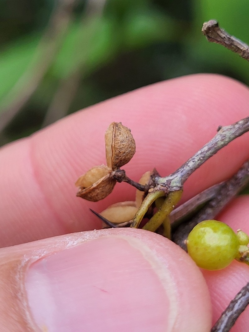 Maricao Pricklyash photo 6