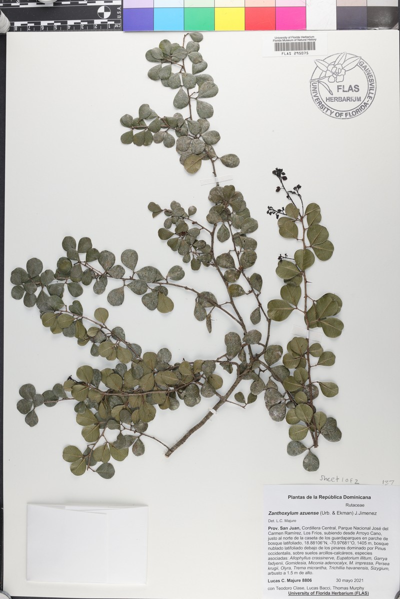 Zanthoxylum bifoliolatum subsp. azuense