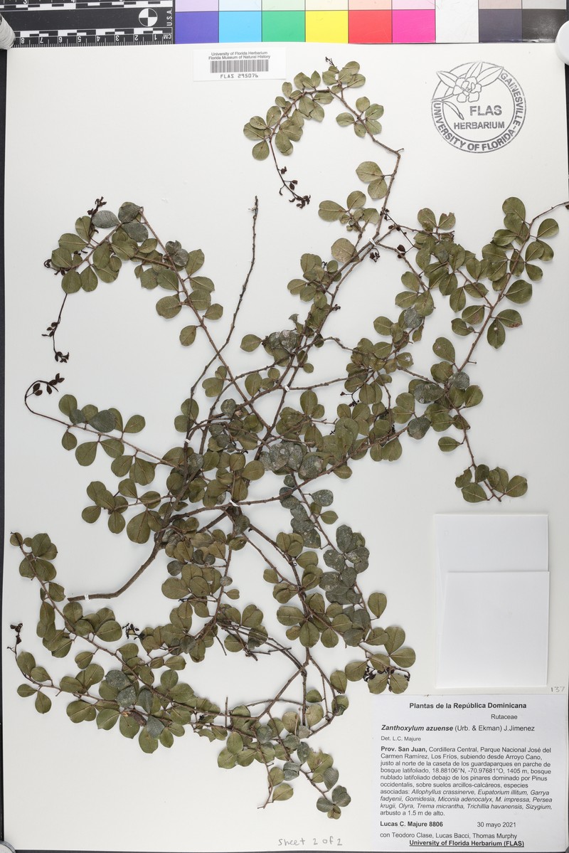 Zanthoxylum bifoliolatum subsp. azuense photo 2
