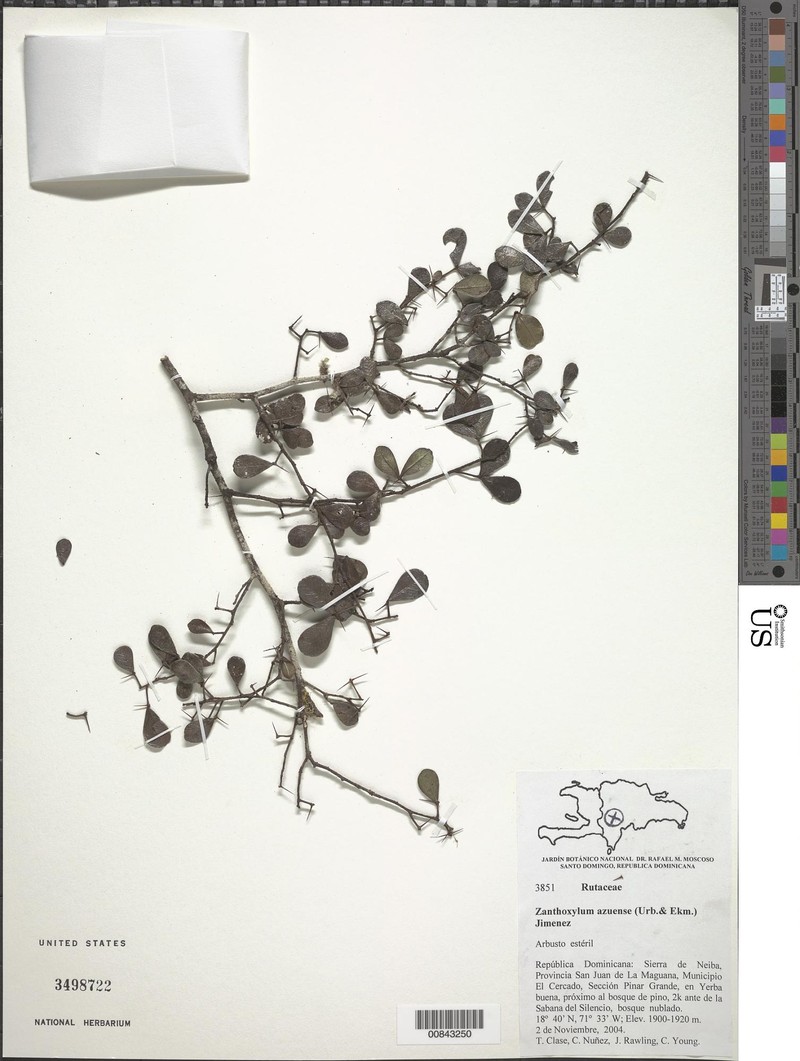 Zanthoxylum bifoliolatum subsp. azuense photo 3