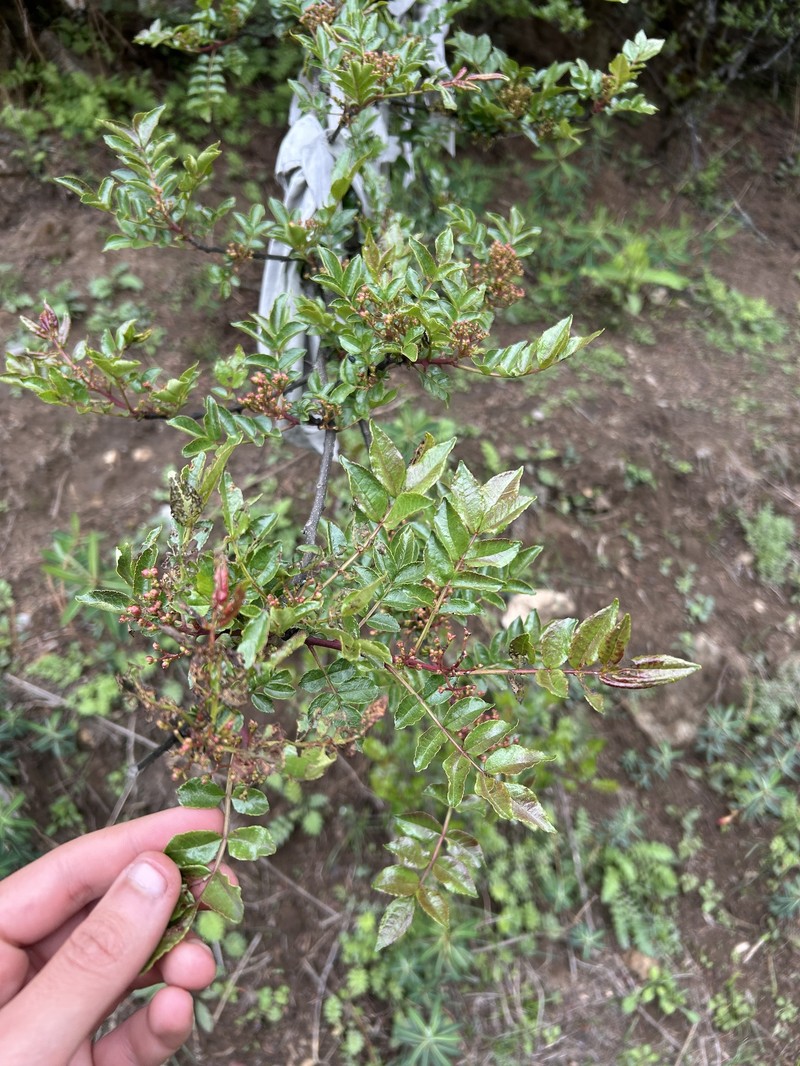 Zanthoxylum bungeanum var. bungeanum
