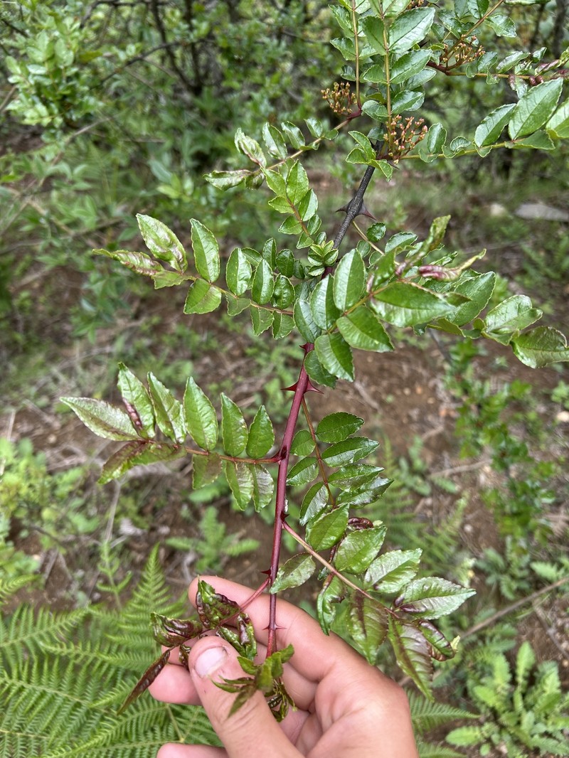 Zanthoxylum bungeanum var. bungeanum photo 2