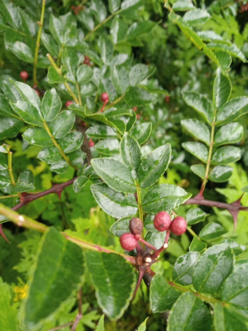 Zanthoxylum bungeanum var. bungeanum photo 3