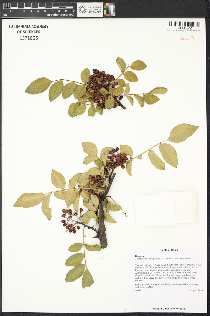Zanthoxylum bungeanum var. bungeanum photo 4