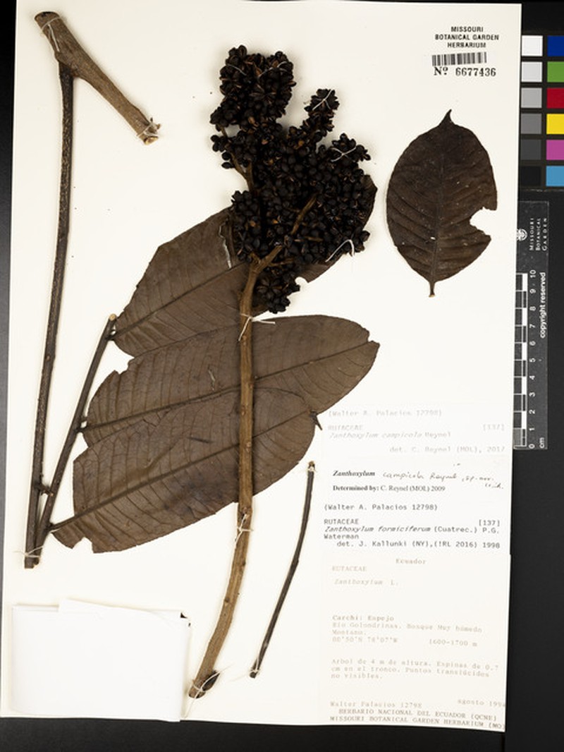 Zanthoxylum campicola