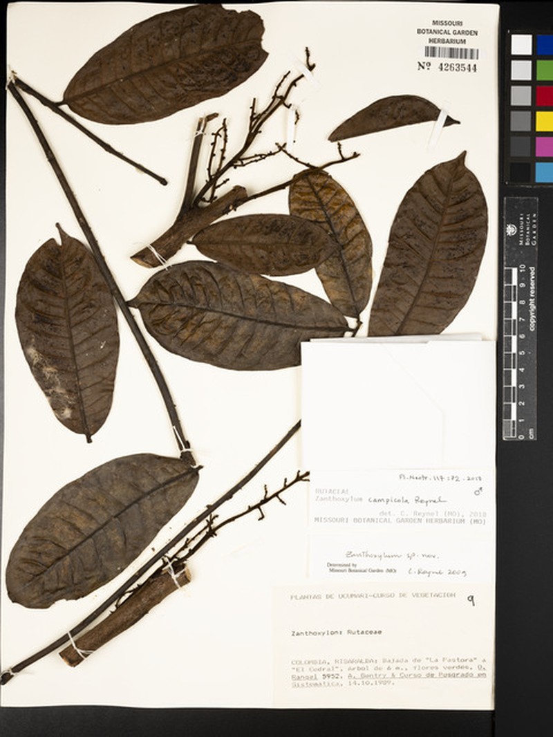 Zanthoxylum campicola photo 2