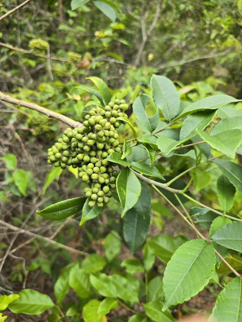 Zanthoxylum caribaeum subsp. caribaeum