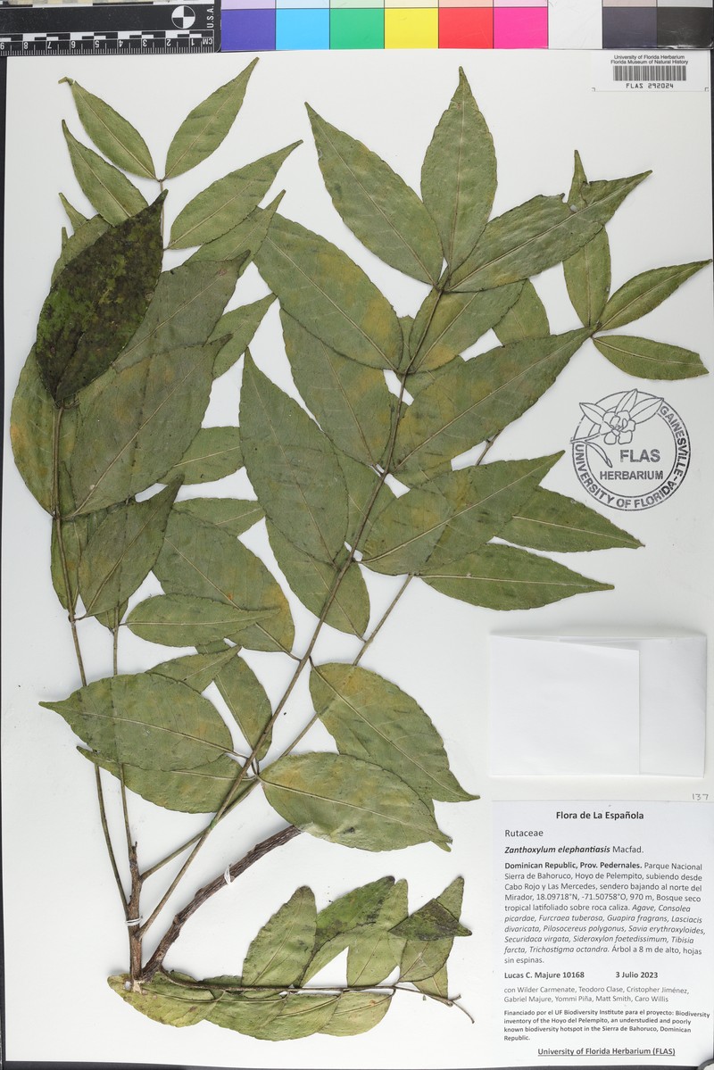 Zanthoxylum caribaeum subsp. caribaeum photo 3