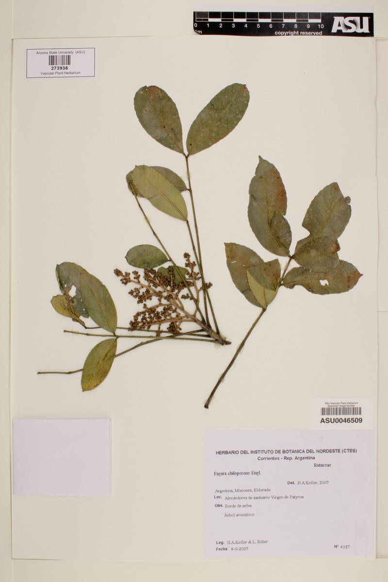 Zanthoxylum caribaeum subsp. rugosum