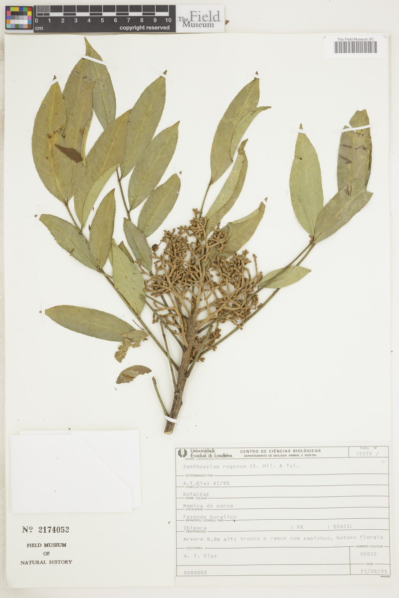Zanthoxylum caribaeum subsp. rugosum photo 2