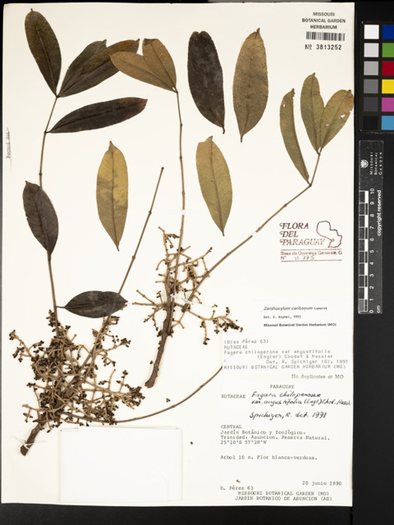 Zanthoxylum caribaeum subsp. rugosum photo 3
