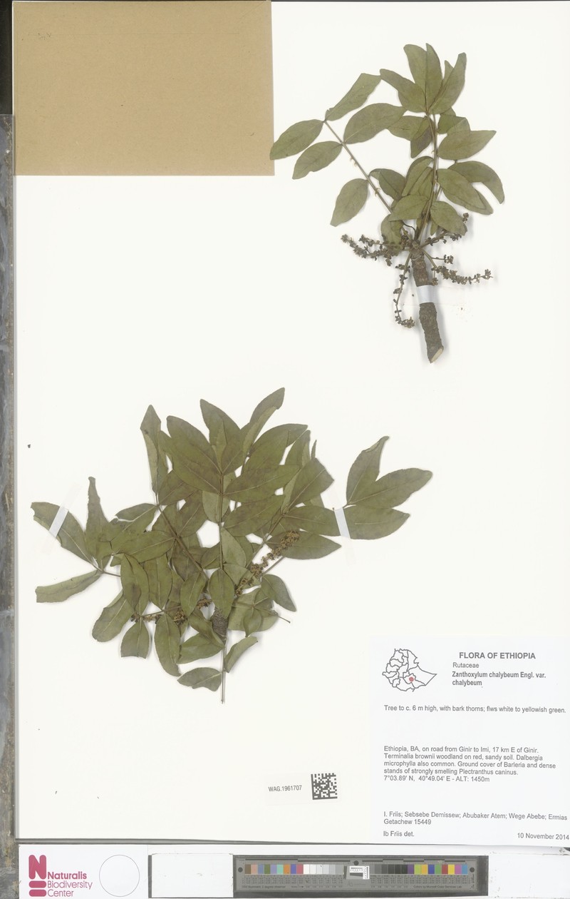 Zanthoxylum chalybeum var. chalybeum