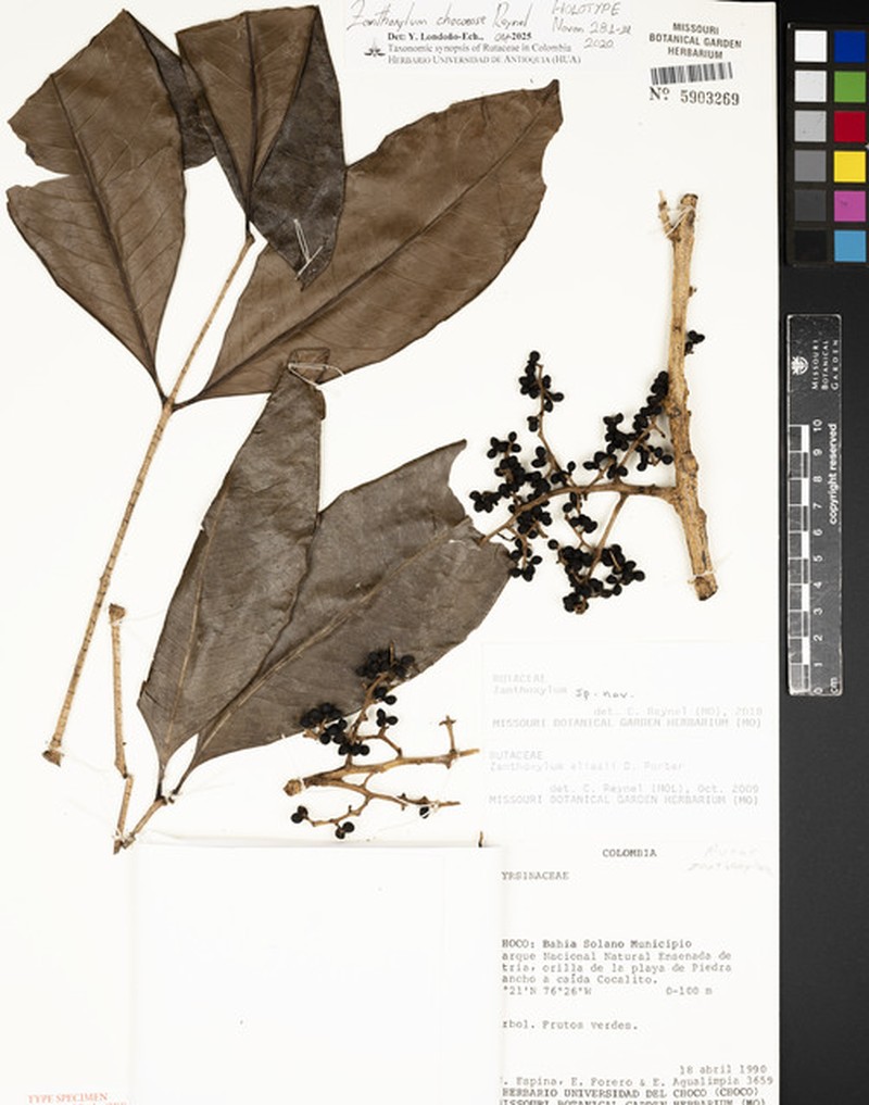 Zanthoxylum chocoense