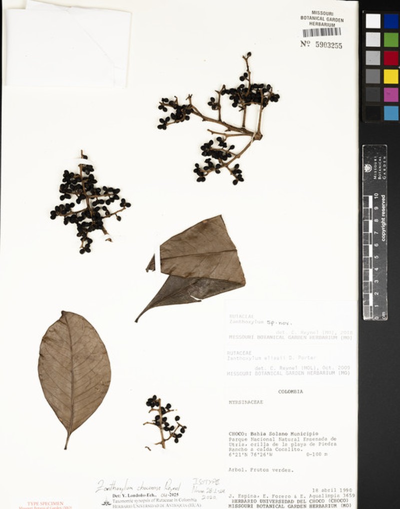 Zanthoxylum chocoense photo 2