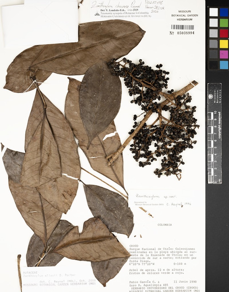 Zanthoxylum chocoense photo 3