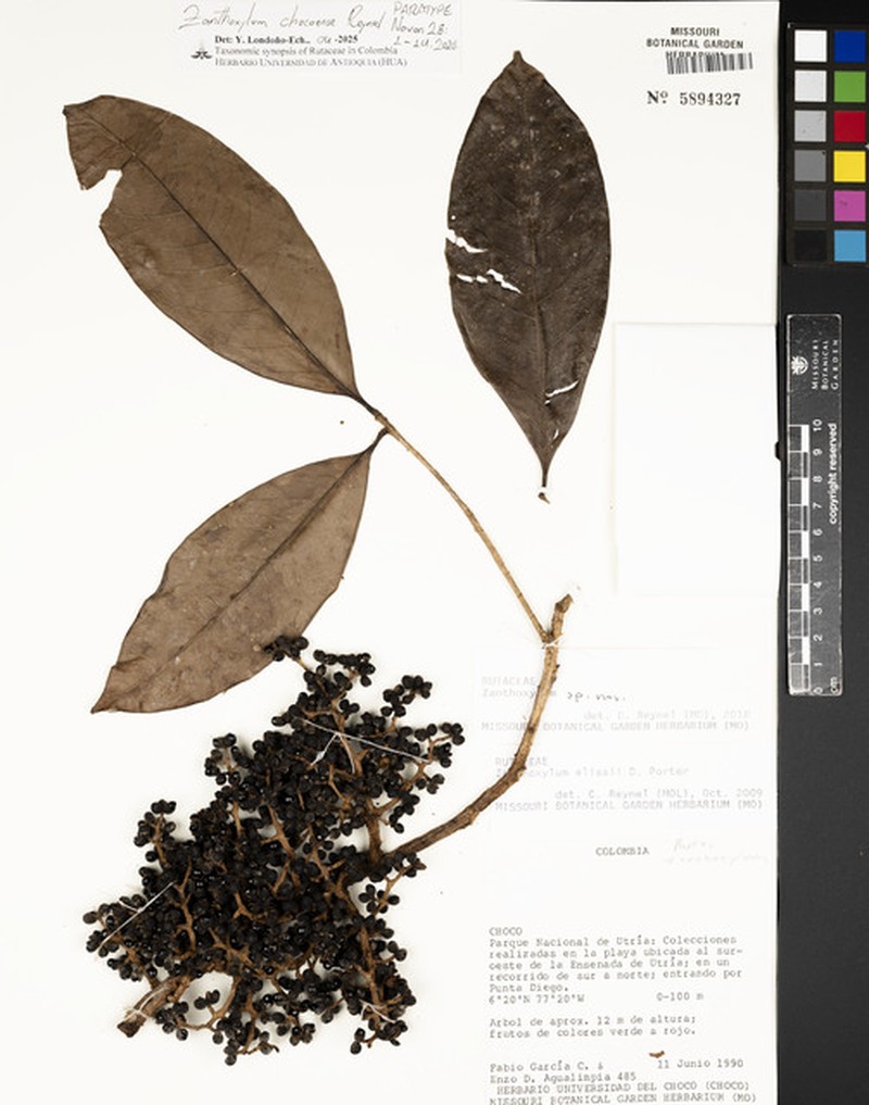 Zanthoxylum chocoense photo 4