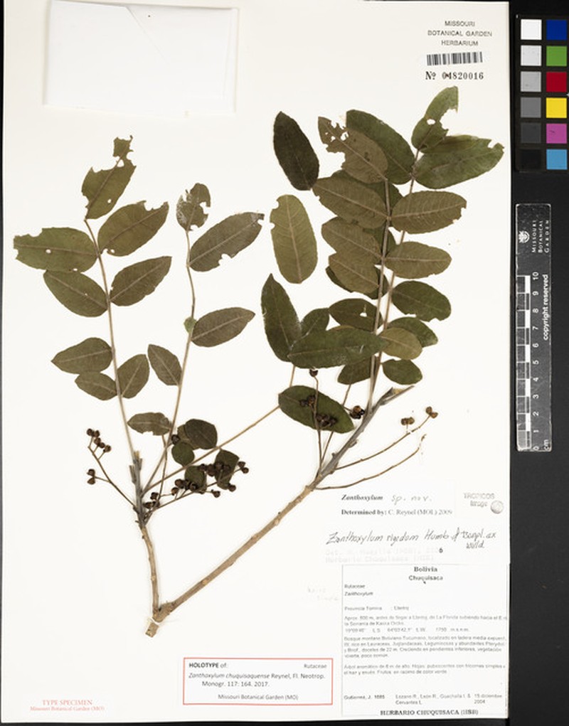 Zanthoxylum chuquisaquense