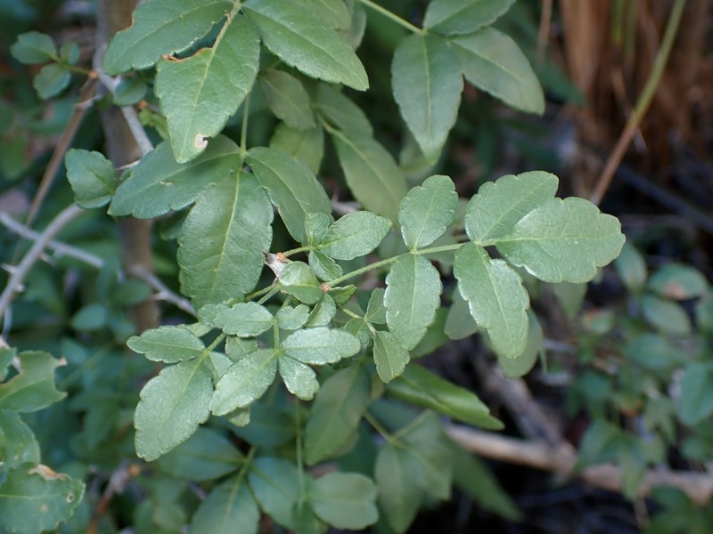 Zanthoxylum ciliatum subsp. ciliatum